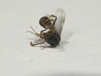 IMG_3843.jpeg
