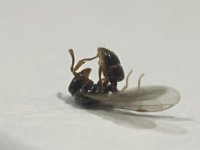 IMG_3842.jpeg
