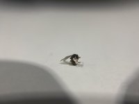 IMG_3839.jpeg