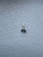 IMG_9730.jpeg