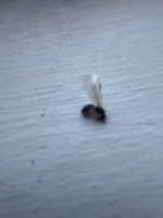 IMG_9729.jpeg