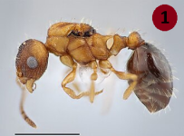 330px-Temnothorax_kinomurai_intermorphic_queen.png 330px-Temnothorax_kinomurai_intermorphic_queen.png