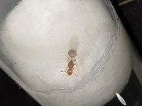 AntScout_ID_1783115773703.jpg