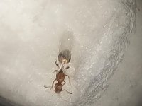 AntScout_ID_1783115649037.jpg