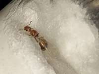 AntScout_ID_1783115615267.jpg