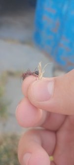 IMG20260704080514.jpg