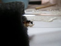 100_2946.JPG