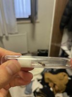 IMG_0138.jpeg