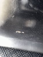 IMG_7700.jpeg