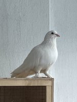 IMG_3516.jpeg