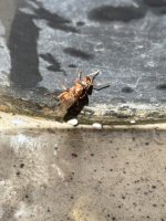 IMG_2750.jpeg