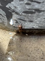IMG_2749.jpeg
