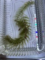 IMG_1521.jpeg