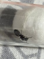 IMG_3703.jpeg