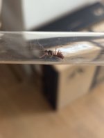 IMG_2755.jpeg