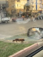 IMG_1545.jpeg