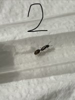 IMG_6531.jpeg