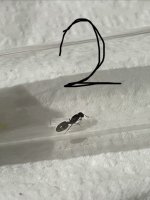 IMG_6530.jpeg