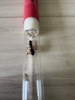 IMG_2442.jpeg