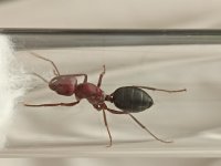 IMG_20260709_165639.jpg