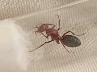 IMG_20260709_165931.jpg