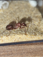 görsel_2026-07-09_214428438.png