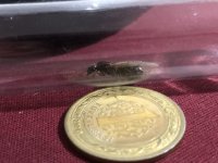 IMG_1487.jpeg