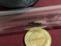 IMG_1489.jpeg