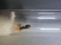 lasius.jpeg