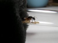 100_2971.JPG