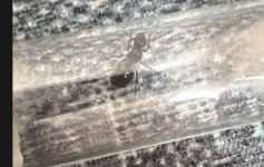 IMG_2522.jpeg