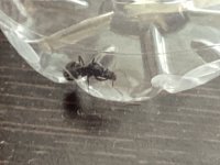 IMG_2520.jpeg