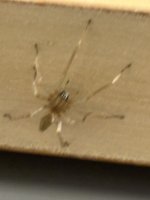 IMG_3911.jpeg