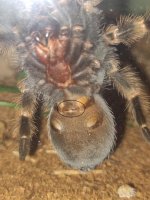 tarantula spermatheca.jpg