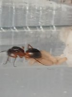 10675.jpg 10675.jpg
