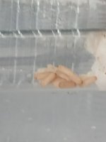 10676.jpg 10676.jpg