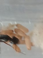 10677.jpg 10677.jpg