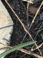 IMG_4077.jpeg