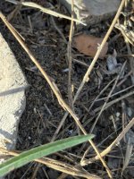 IMG_4078.jpeg