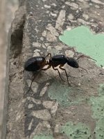 IMG_1500.jpeg