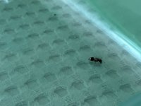 IMG_0589.jpeg