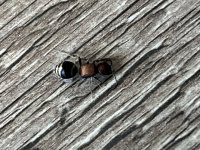 IMG_0600.jpeg