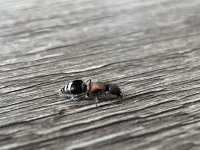 IMG_0597.jpeg