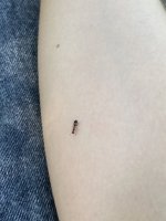 IMG_3908.jpeg