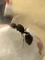 IMG_4374.jpeg