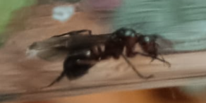 1784224603268.png 1784224603268.png