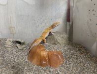 IMG_4644.jpeg