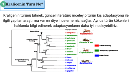 türüne.png
