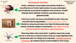 M.iberic (11).png