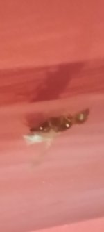 4429.png 4429.png
